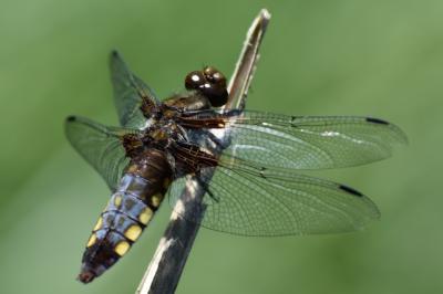 <i>Libellula depressa</i>