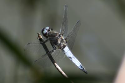 <i>Libellula fulva</i>