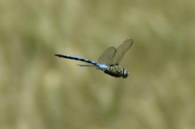 <i>Anax imperator</i>
