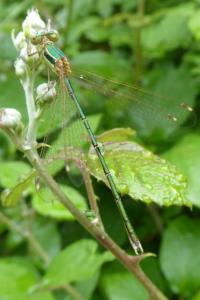 <i>Lestes barbarus</i>