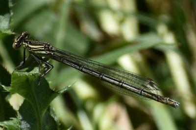 <i>Platycnemis pennipes</i>