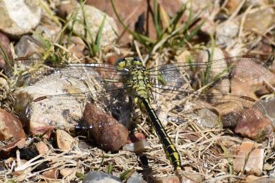 <i>Gomphus pulchellus</i>