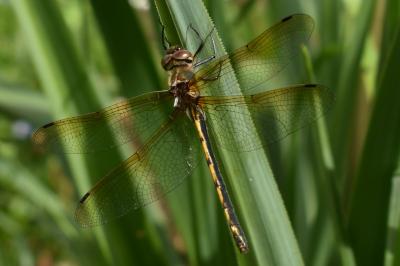 <i>Oxygastra curtisii</i>