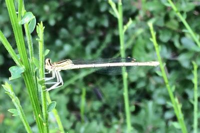 <i>Platycnemis pennipes</i>