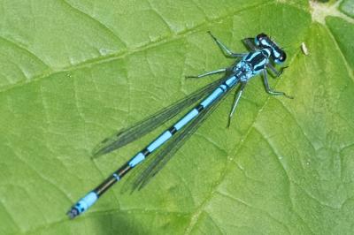 <i>Coenagrion puella</i>