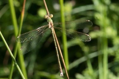 <i>Lestes barbarus</i>