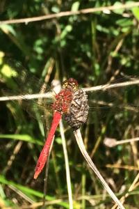 <i>Sympetrum sanguineum</i>