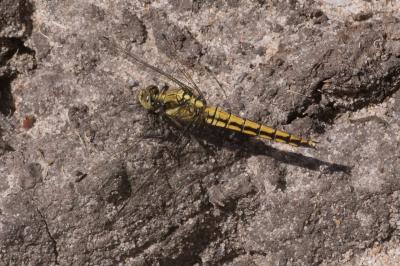 <i>Orthetrum cancellatum</i>