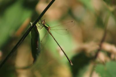 <i>Lestes barbarus</i>