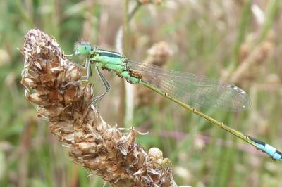 <i>Ischnura elegans</i>