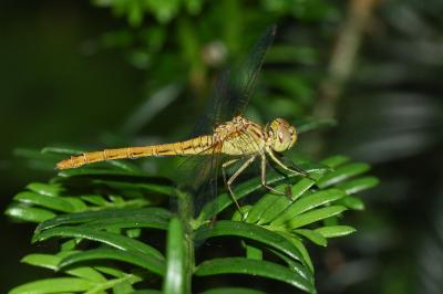<i>Sympetrum meridionale</i>