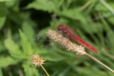 <i>Crocothemis erythraea</i>