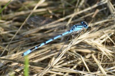 <i>Enallagma cyathigerum</i>