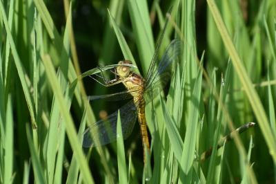 <i>Sympetrum meridionale</i>