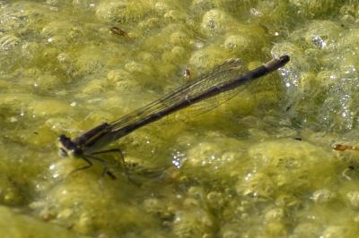 <i>Ischnura elegans</i>