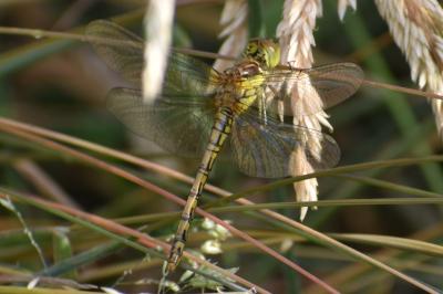 <i>Sympetrum striolatum</i>