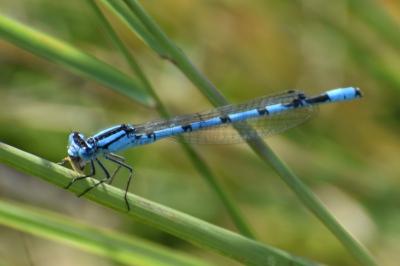 <i>Enallagma cyathigerum</i>