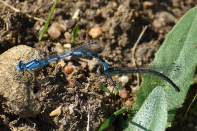 <i>Enallagma cyathigerum</i>