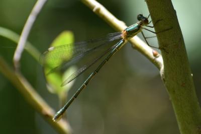 <i>Chalcolestes viridis</i>