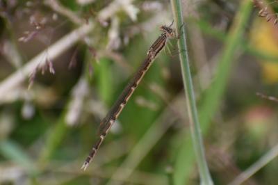 <i>Sympecma fusca</i>