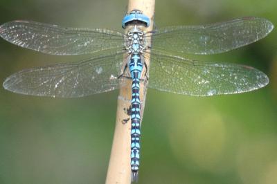 <i>Aeshna affinis</i>