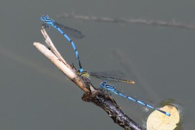 <i>Erythromma lindenii</i>