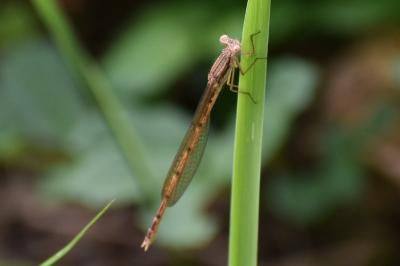 <i>Sympecma fusca</i>