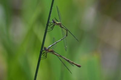 <i>Chalcolestes viridis</i>