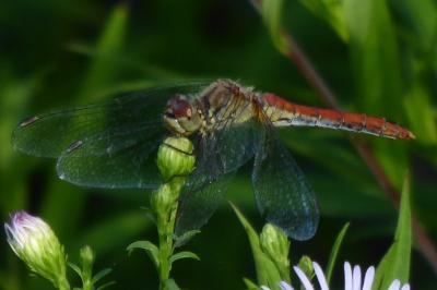 Sympetrum sanguineum