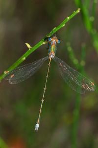 <i>Lestes virens</i>