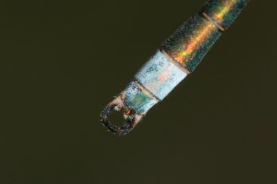 <i>Lestes virens</i>