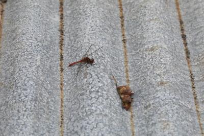 <i>Sympetrum meridionale</i>