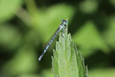 <i>Platycnemis pennipes</i>