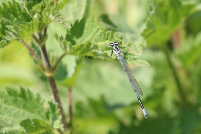 <i>Coenagrion puella</i>
