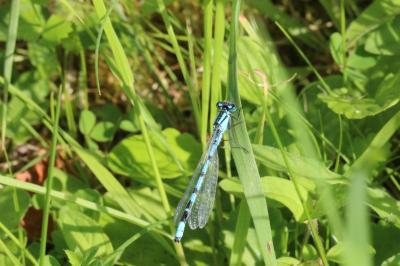 <i>Enallagma cyathigerum</i>