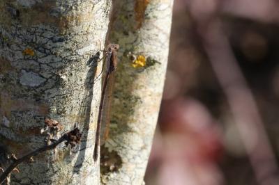 <i>Sympecma fusca</i>