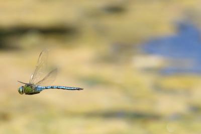 <i>Anax imperator</i>