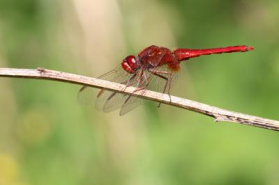 <i>Crocothemis erythraea</i>