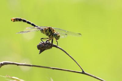 <i>Onychogomphus forcipatus</i>