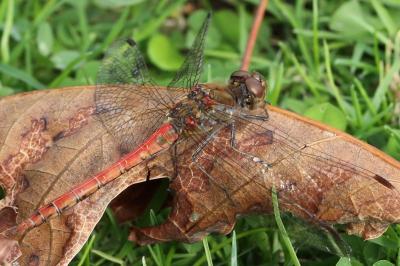 <i>Sympetrum striolatum</i>