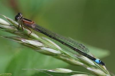 Ischnura elegans