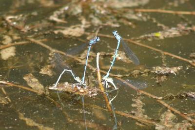 <i>Coenagrion puella</i>