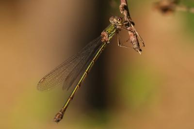 <i>Chalcolestes viridis</i>