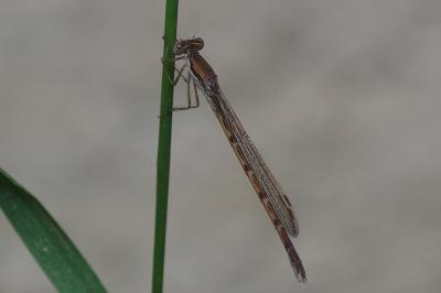 <i>Sympecma fusca</i>