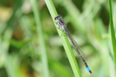 <i>Ischnura elegans</i>