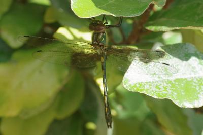 <i>Oxygastra curtisii</i>