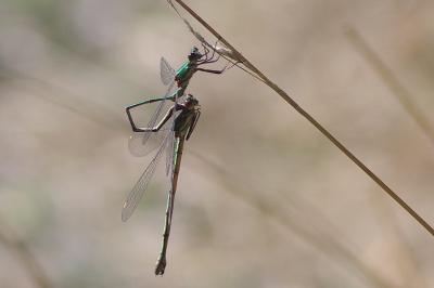 <i>Chalcolestes viridis</i>