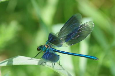 <i>Calopteryx splendens</i>