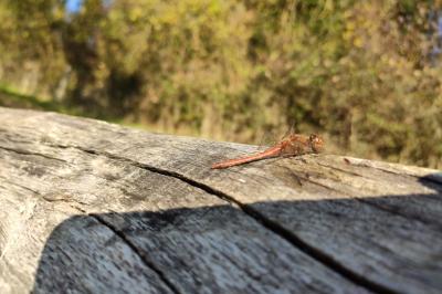 <i>Sympetrum striolatum</i>