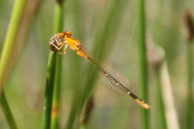 <i>Ischnura pumilio</i>